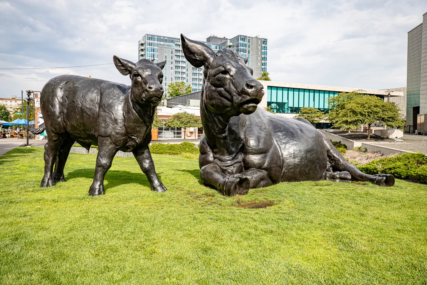 Scottish Angus Cow & Calf - Giant Cows in Denver, Colorado roadside attraction