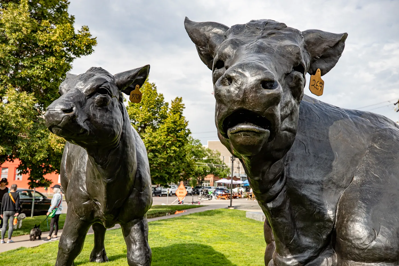 Scottish Angus Cow & Calf - Giant Cows in Denver, Colorado roadside attraction