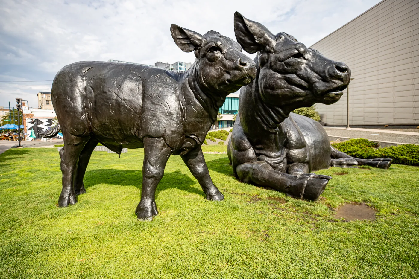 Scottish Angus Cow & Calf - Giant Cows in Denver, Colorado roadside attraction