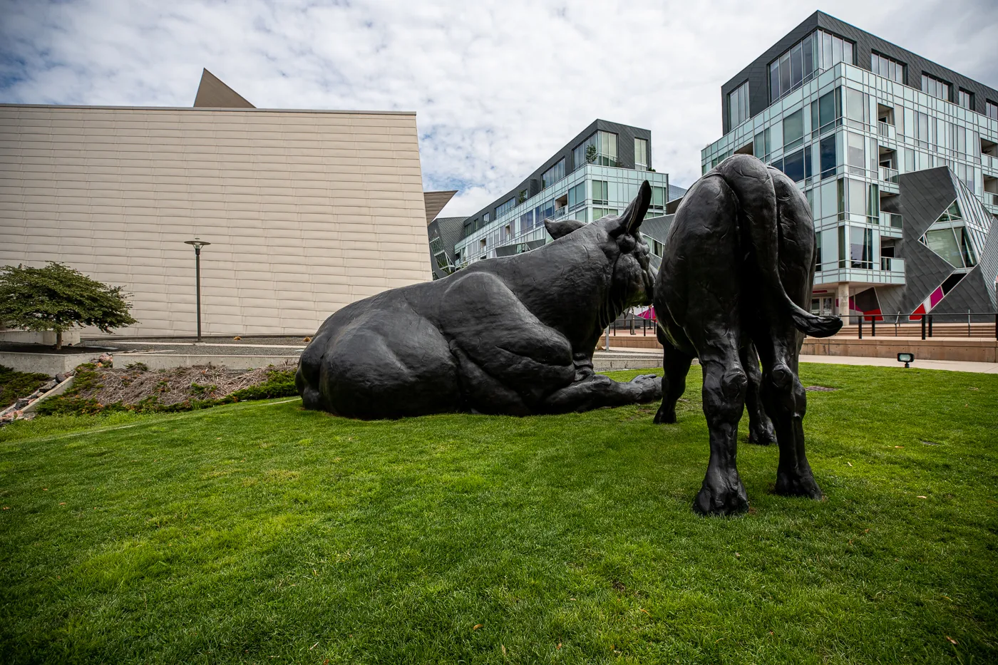 Scottish Angus Cow & Calf - Giant Cows in Denver, Colorado roadside attraction