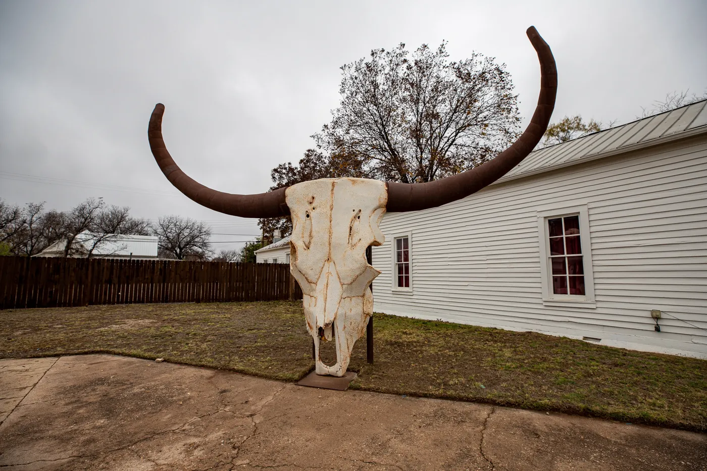 Giant Longhorn Skull in Albany, Texas