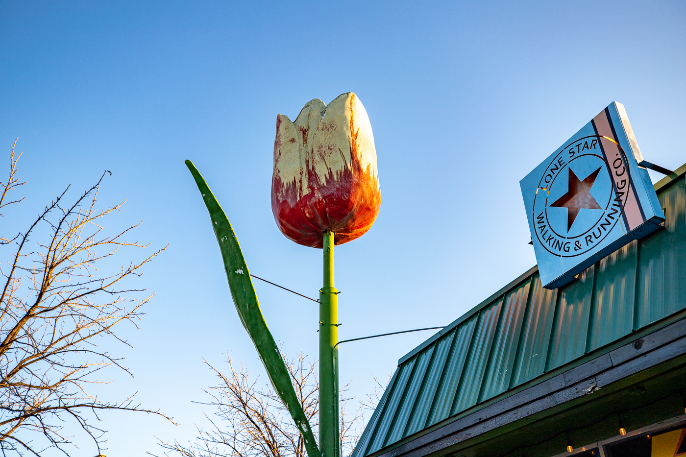 Giant Tulip in Fort Worth, Texas roadside attraction