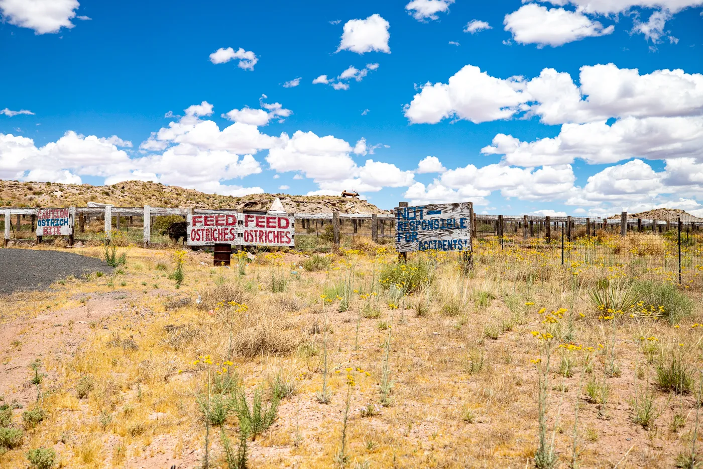 Stewart's Petrified Wood in Holbrook, Arizona Route 66 Roadside Attraction