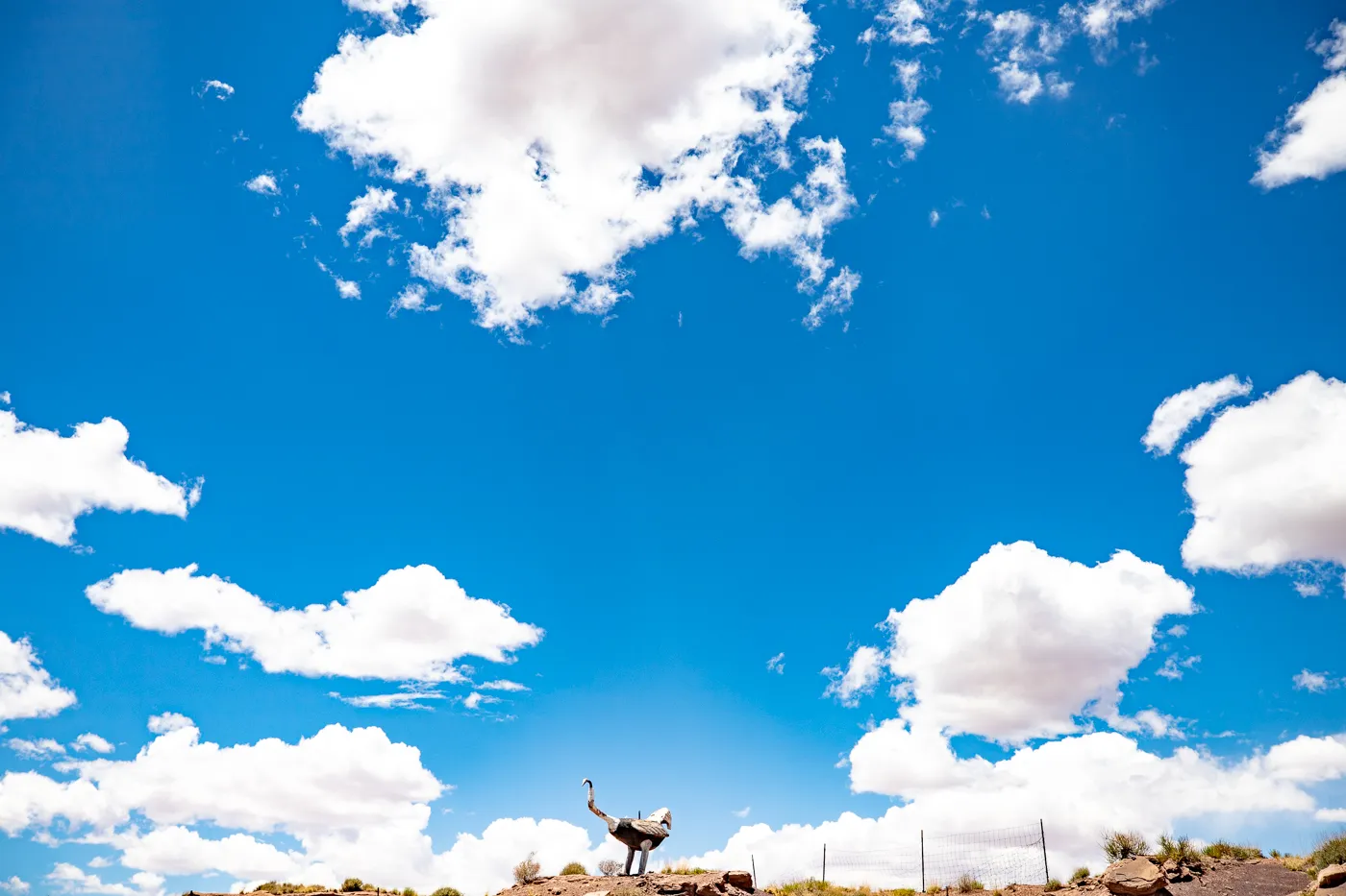 Giant Ostrich at Stewart's Petrified Wood in Holbrook, Arizona Route 66 Roadside Attraction