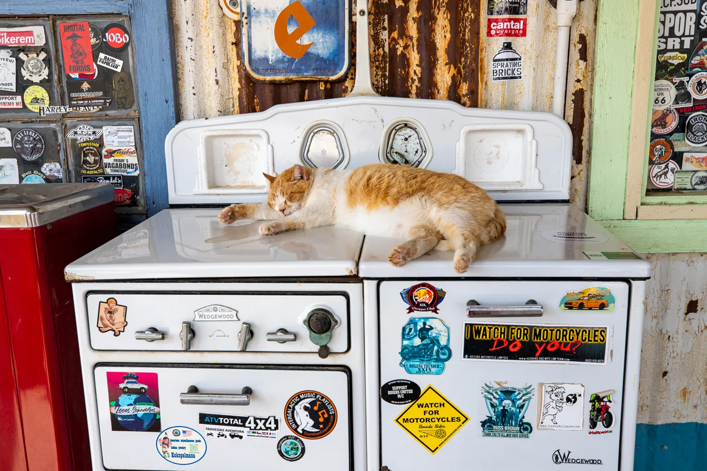 Resident cat at Hackberry General Store in Kingman, Arizona Route 66 Roadside Attraction and Souvenir Shop