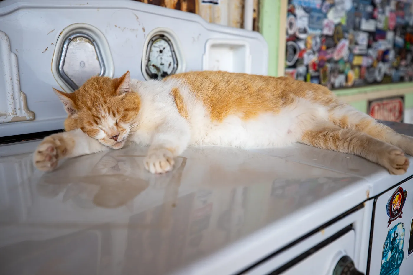 Resident cat at Hackberry General Store in Kingman, Arizona Route 66 Roadside Attraction and Souvenir Shop