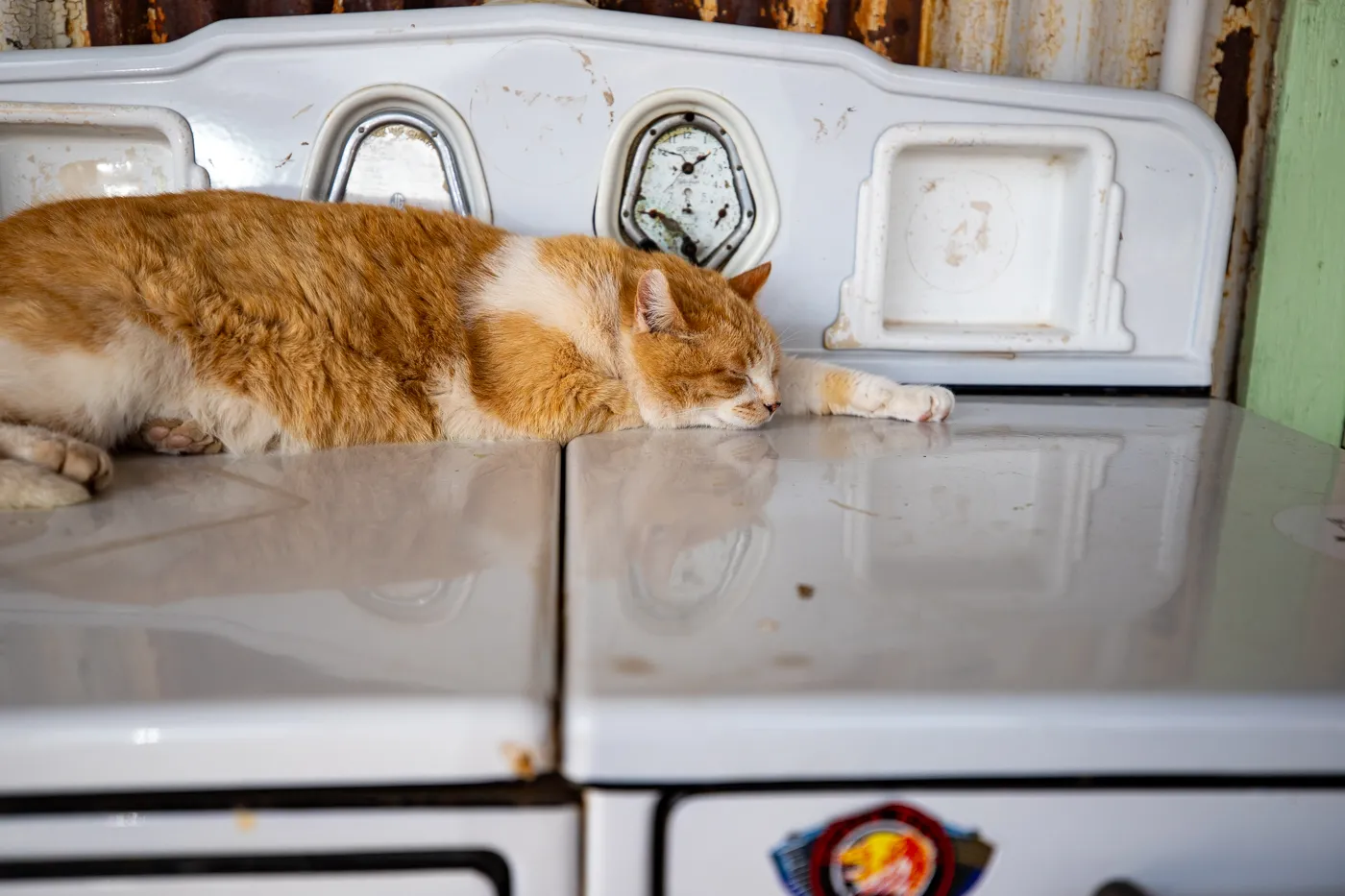 Resident cat at Hackberry General Store in Kingman, Arizona Route 66 Roadside Attraction and Souvenir Shop