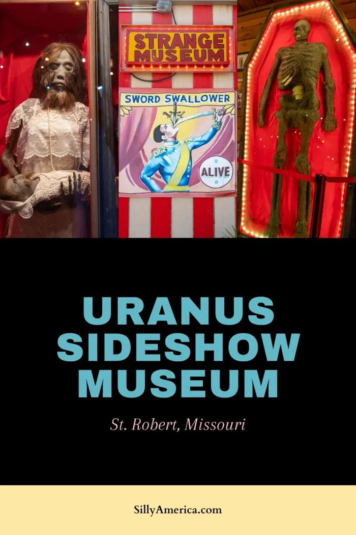 Take a detour into the weird and wonderful at the Uranus Sideshow Museum in St. Robert, Missouri! This quirky roadside stop is packed with over 100 oddities, from live two-headed turtles to jackalopes, unicorn skulls, shrunken heads, and more. It’s a fun, freaky tribute to the golden age of sideshows, with occasional live performances that’ll leave you amazed. A must-see for lovers of the bizarre and fans of road trip fun! #RoadsideAttraction #Route66 #Sideshow