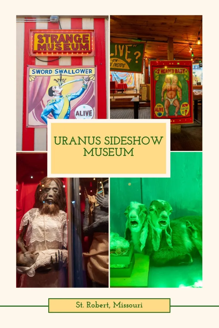 Take a detour into the weird and wonderful at the Uranus Sideshow Museum in St. Robert, Missouri! This quirky roadside stop is packed with over 100 oddities, from live two-headed turtles to jackalopes, unicorn skulls, shrunken heads, and more. It’s a fun, freaky tribute to the golden age of sideshows, with occasional live performances that’ll leave you amazed. A must-see for lovers of the bizarre and fans of road trip fun! #RoadsideAttraction #Route66 #Sideshow